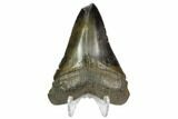 Serrated, Fossil Megalodon Tooth - Glossy Enamel #125338-2